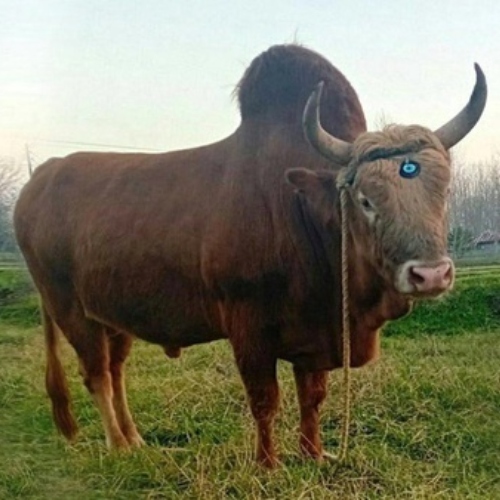 خرید ورزا جنگی در سنگر
