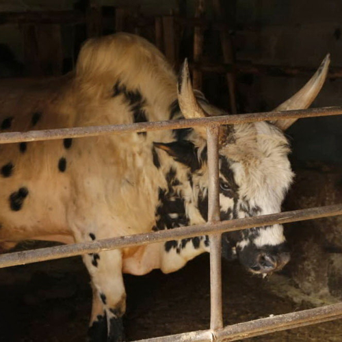 ورزا جنگی